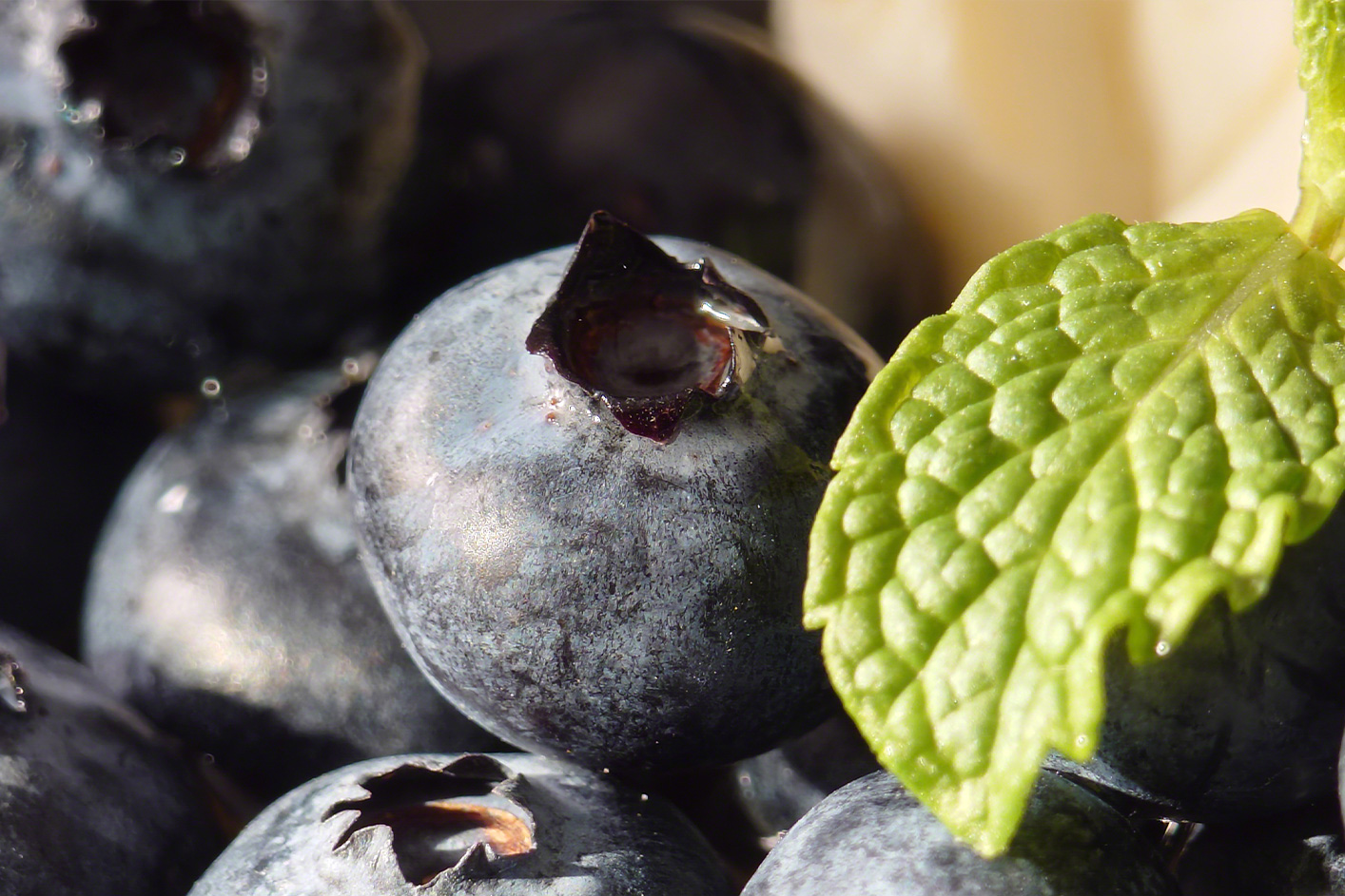 Nahaufnahme von Blaubeeren und einem grünen Blatt